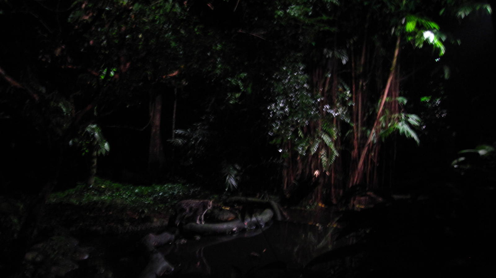 Fishing Cat Trail - Fishing Cat exhibit