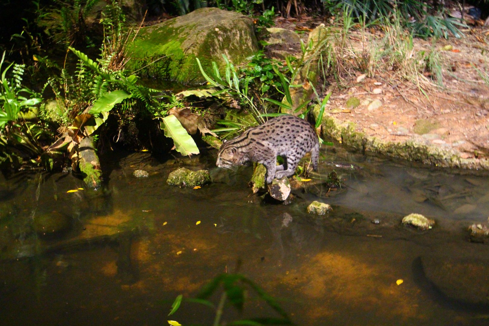 Fishing Cat Trail - Fishing Cat
