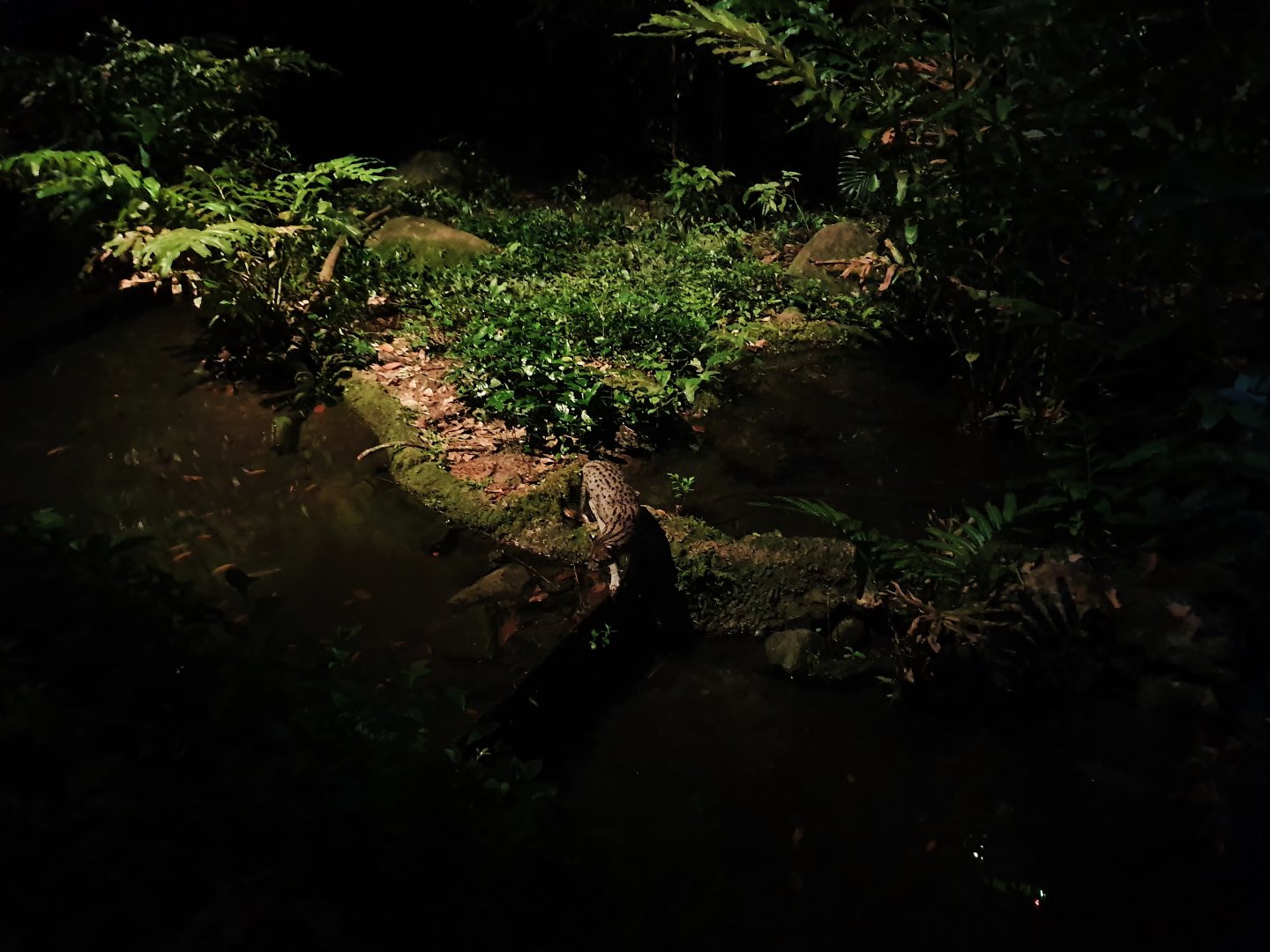 Fishing Cat Trail - Fishing Cat