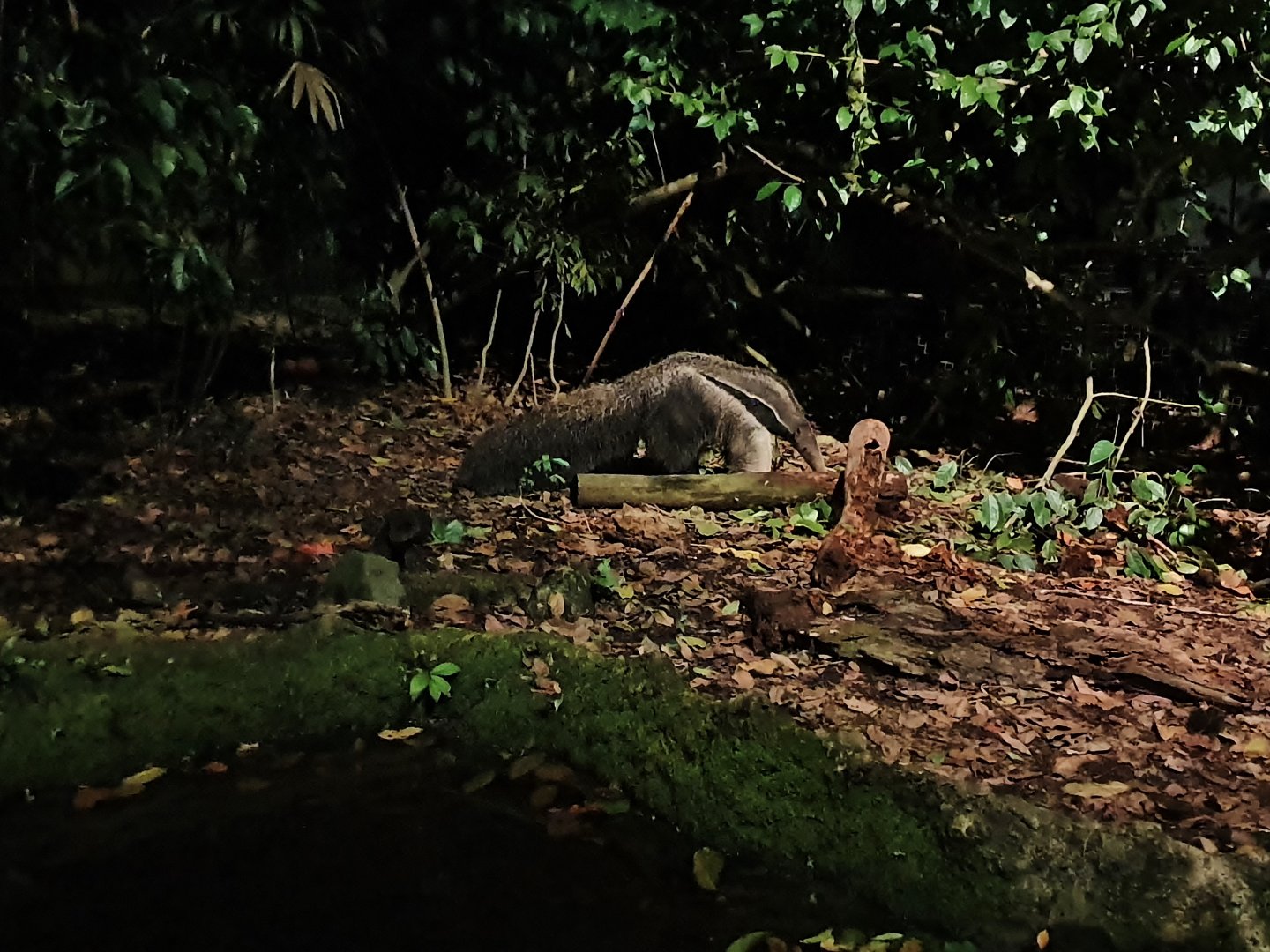 Fishing Cat Trail - Giant Anteater