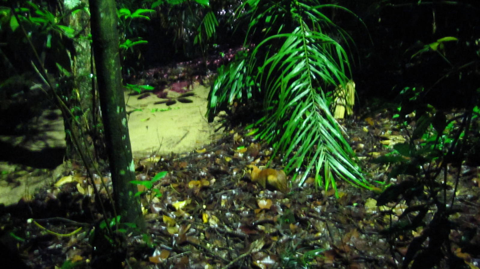 Fishing Cat Trail - Greater Mousedeer