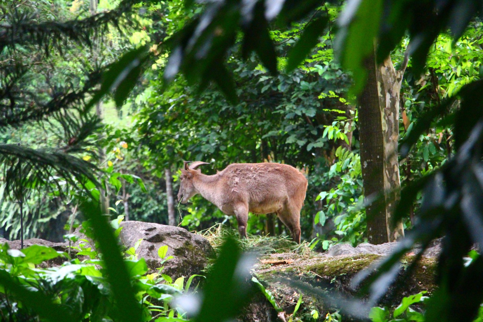 Fishing Cat Trail - Himalayan Tahr