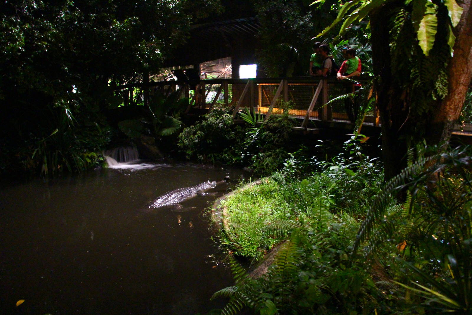 Fishing Cat Trail - Indian Gharial exhibit