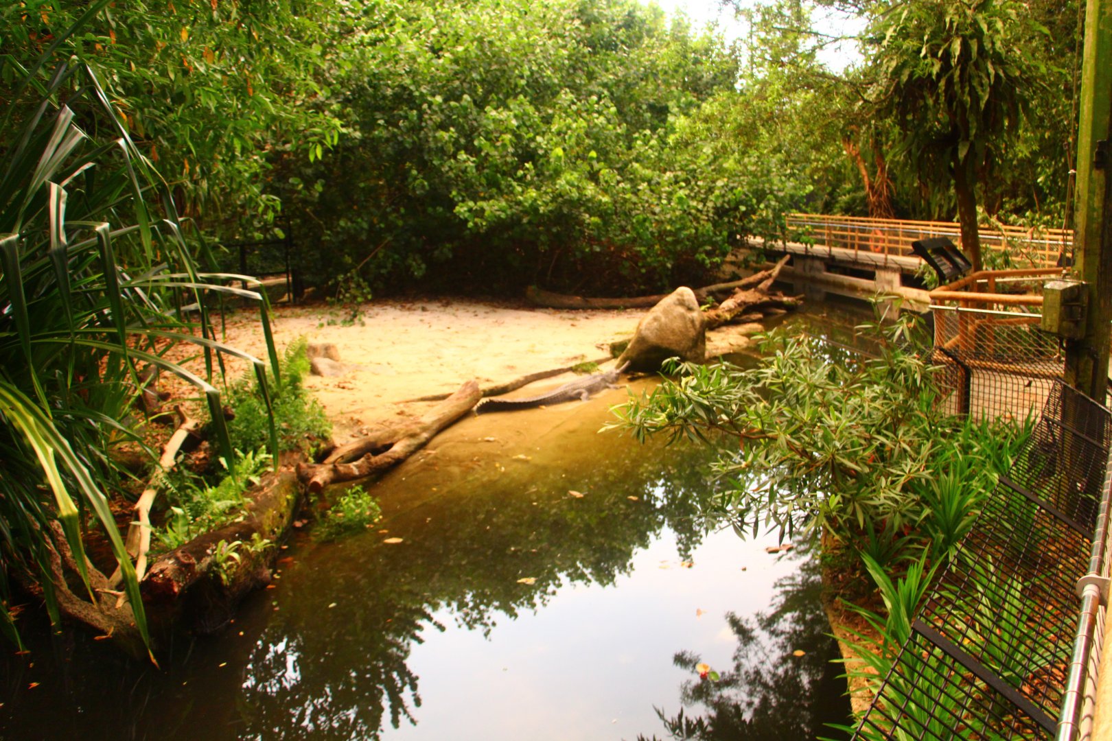 Fishing Cat Trail - Indian Gharial exhibit
