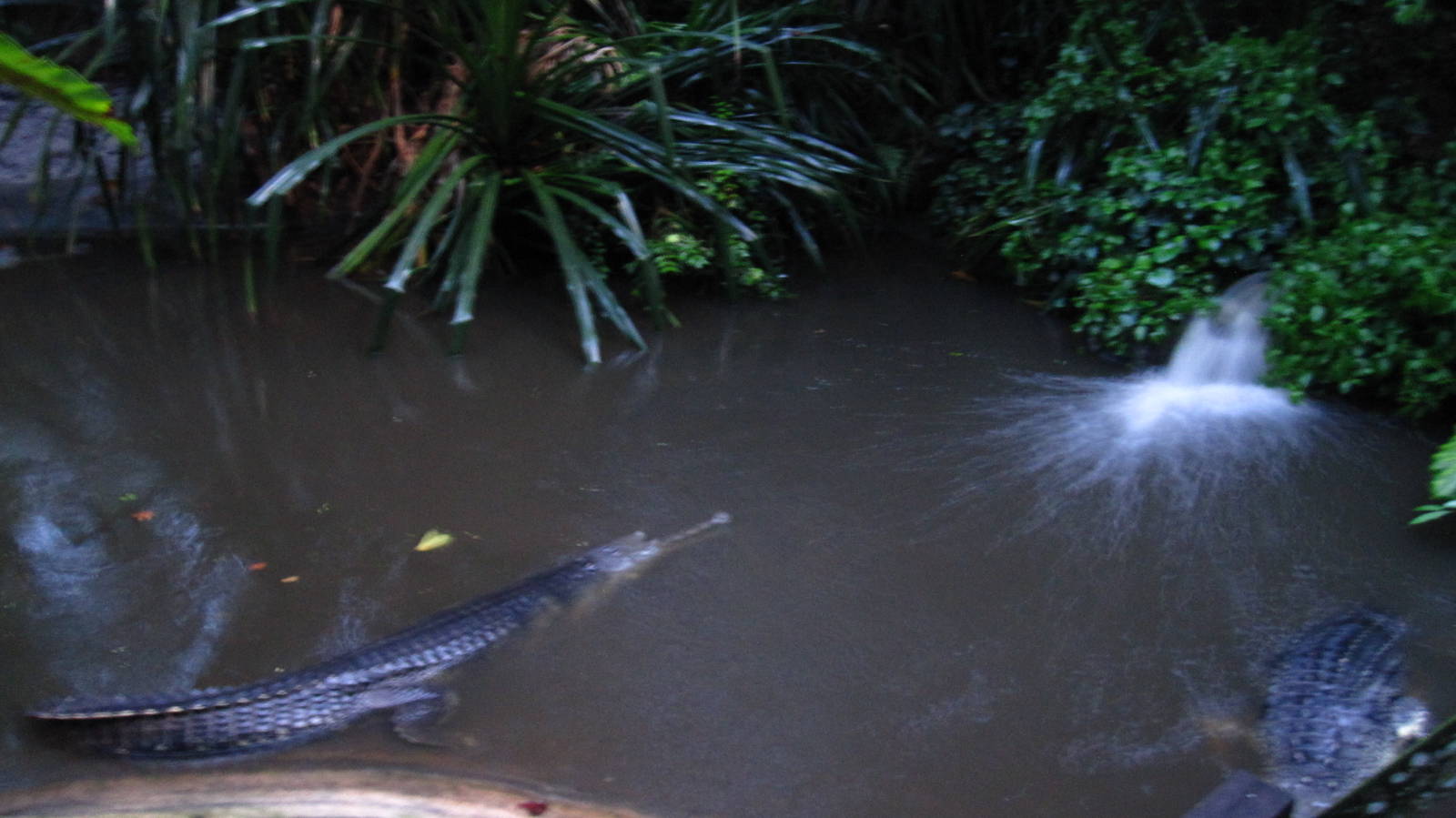 Fishing Cat Trail - Indian Gharial exhibit