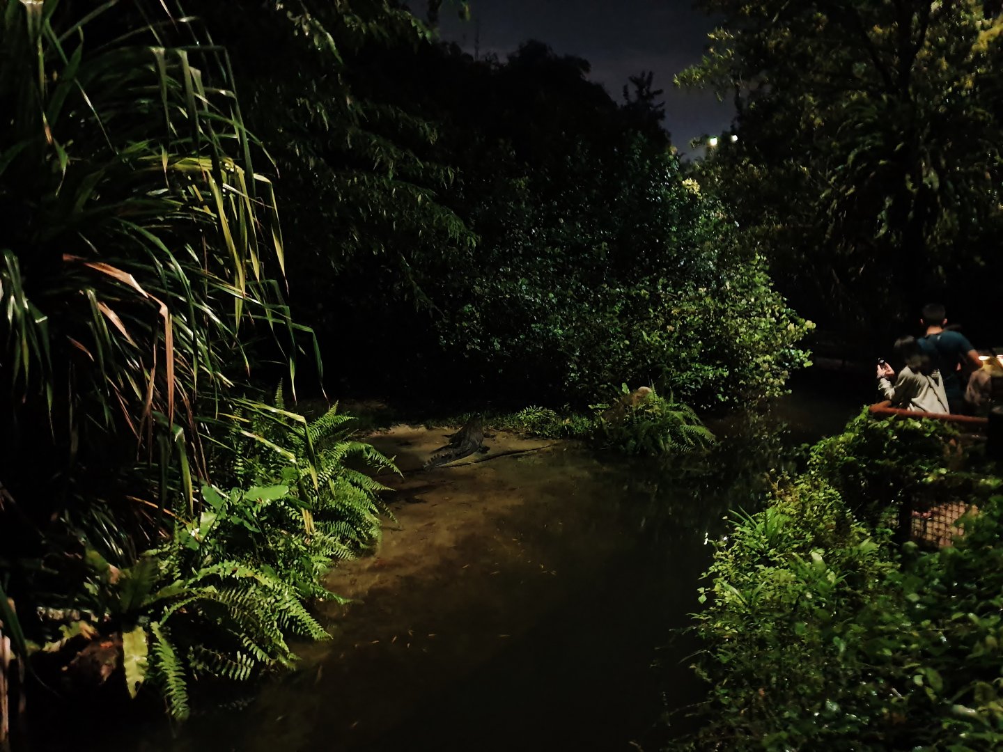 Fishing Cat Trail - Indian Gharial