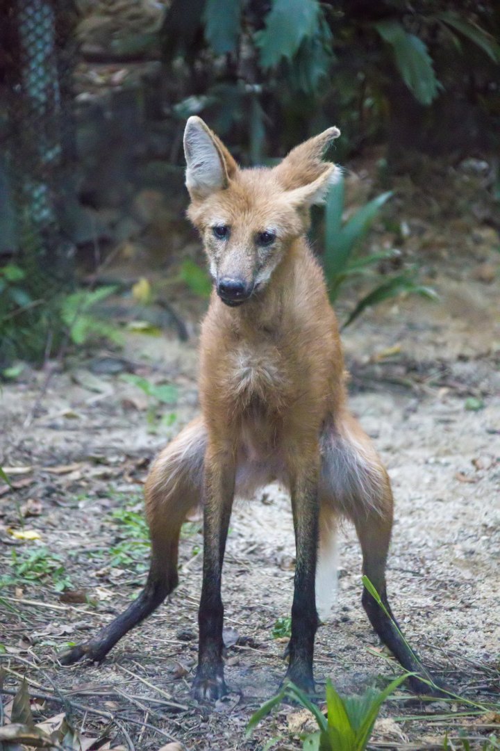 Fishing Cat Trail - Maned Wolf (Chrysocyon brachyurus)