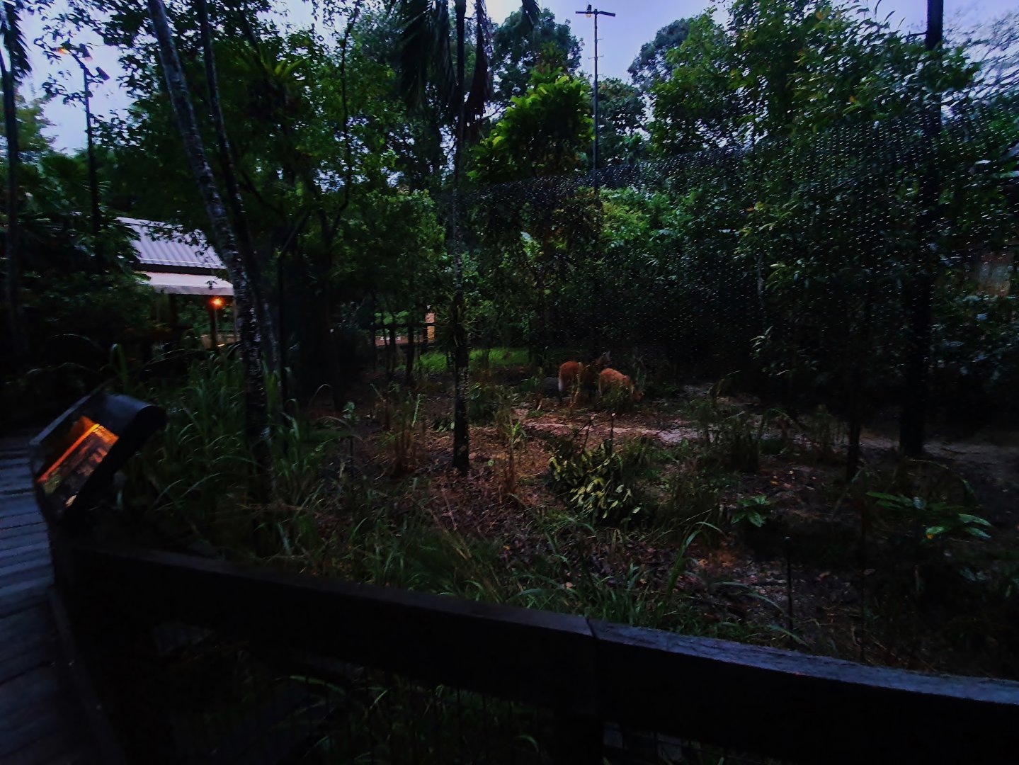 Fishing Cat Trail - Maned Wolf