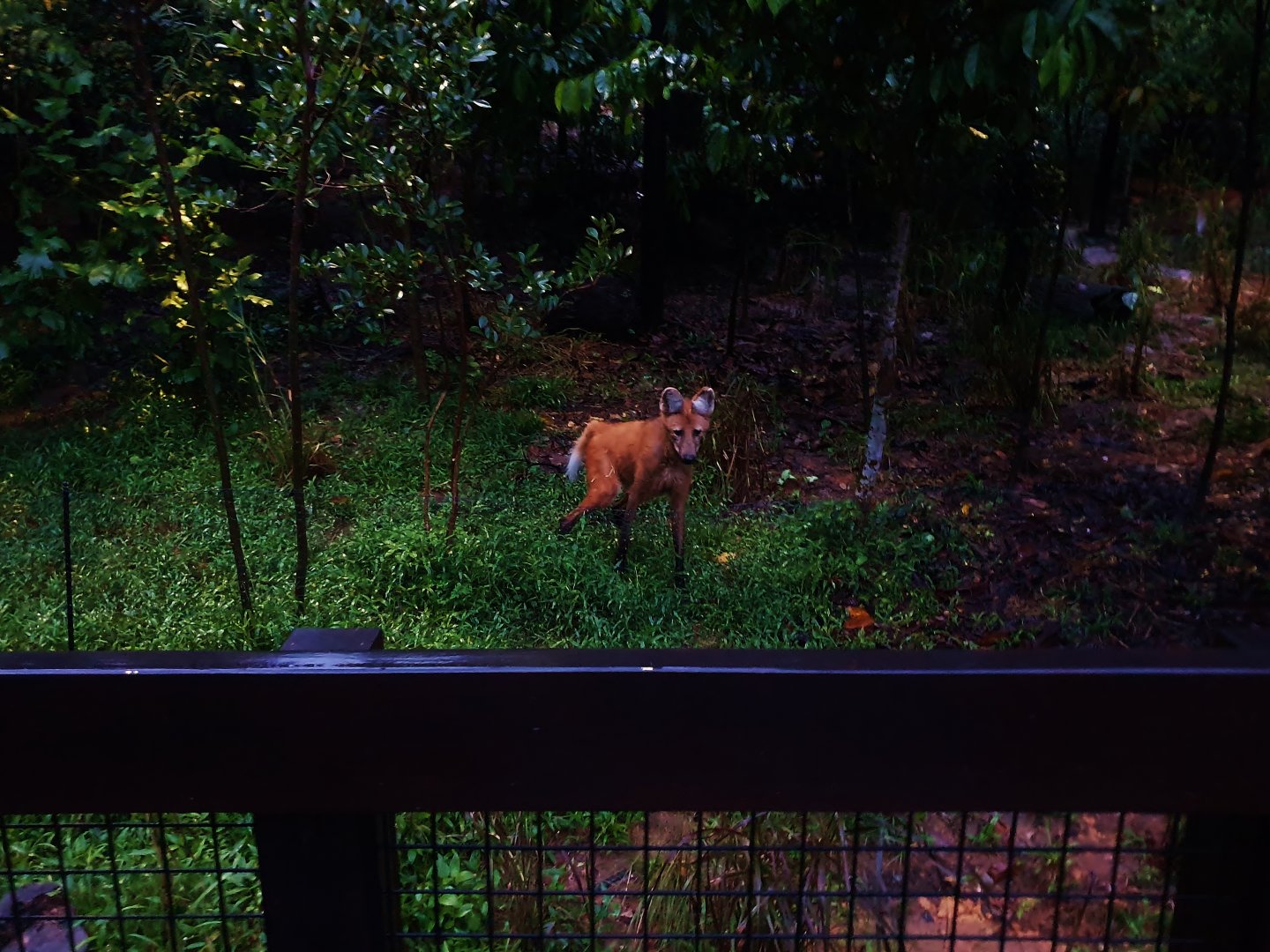 Fishing Cat Trail - Maned Wolf