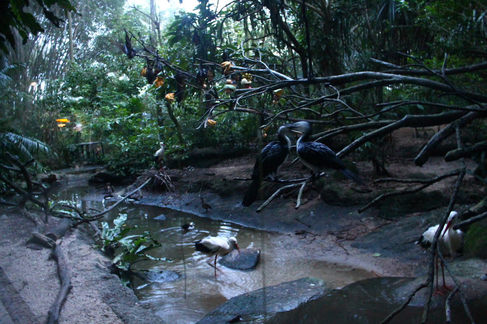 Fishing Cat Trail - Marshbirds Aviary