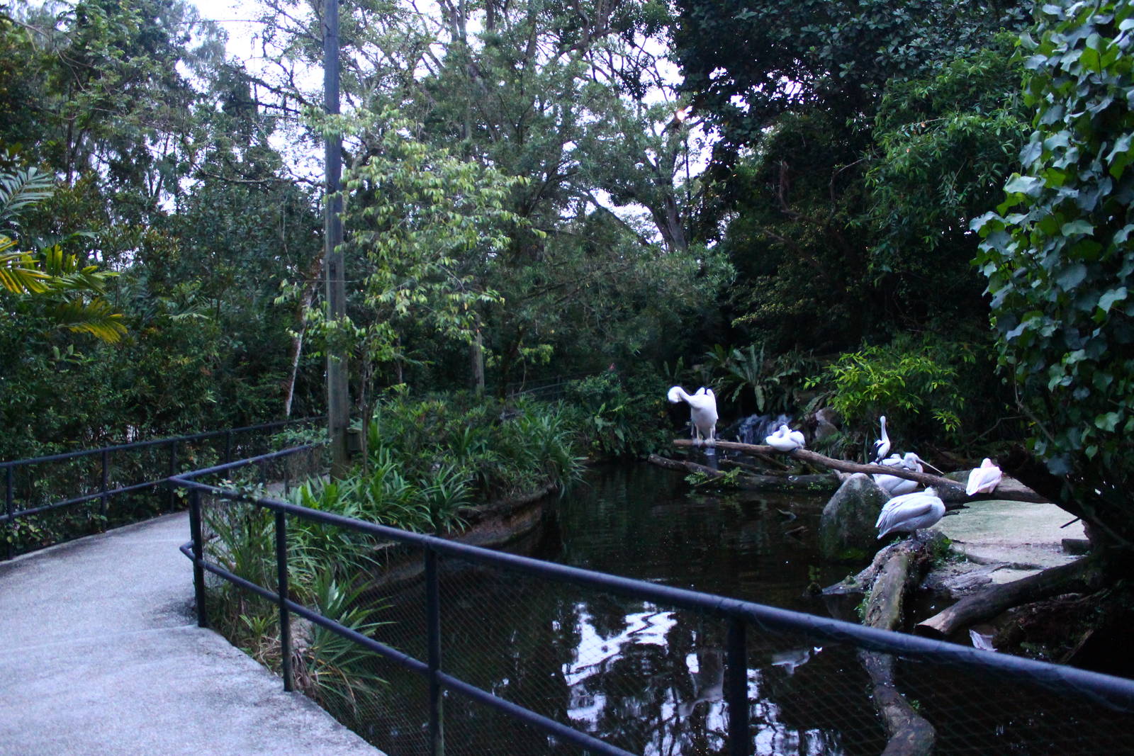 Fishing Cat Trail - Marshbirds exhibit