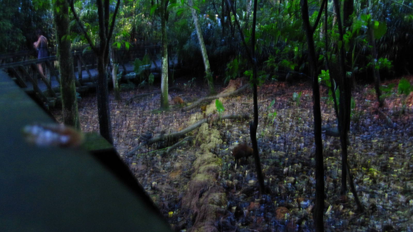 Fishing Cat Trail - Mousedeer and Barking Deer exhibit