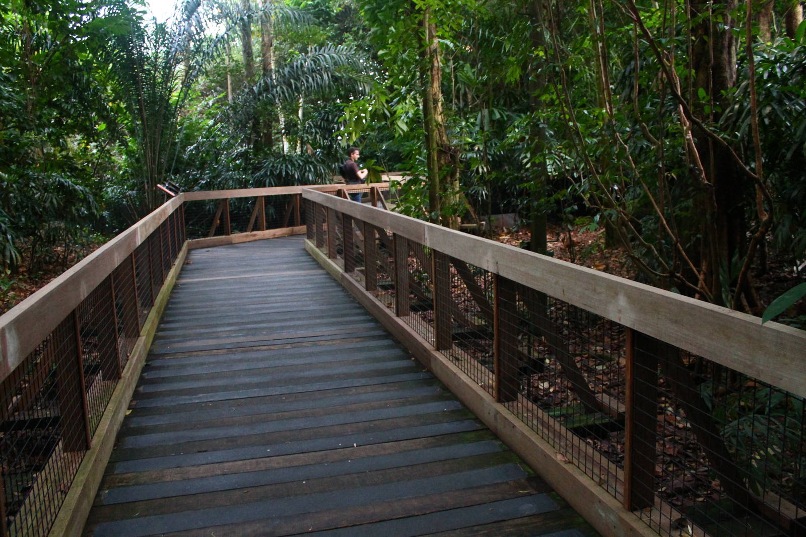 Fishing Cat Trail - Mousedeer exhibit