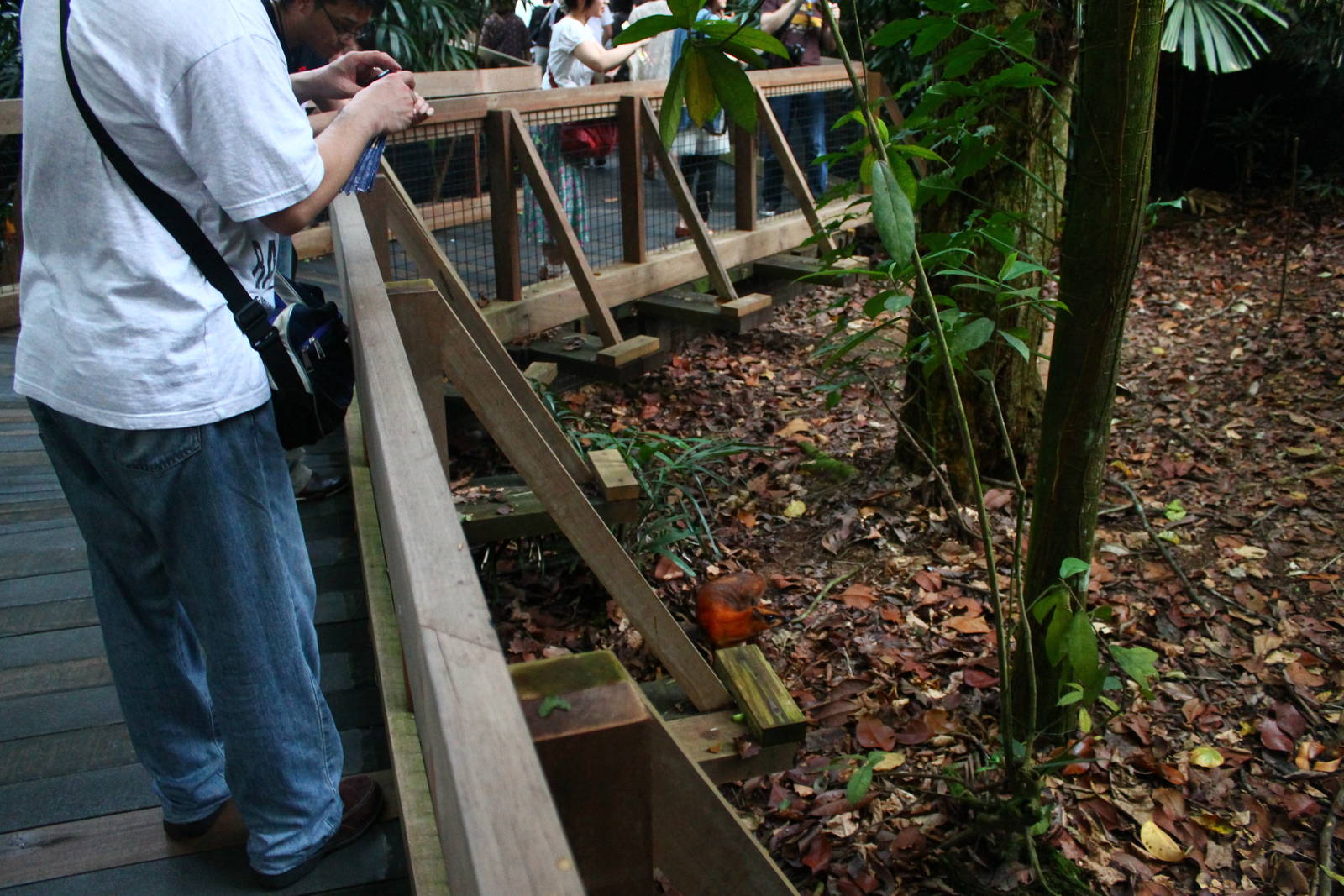 Fishing Cat Trail - Mousedeer exhibit