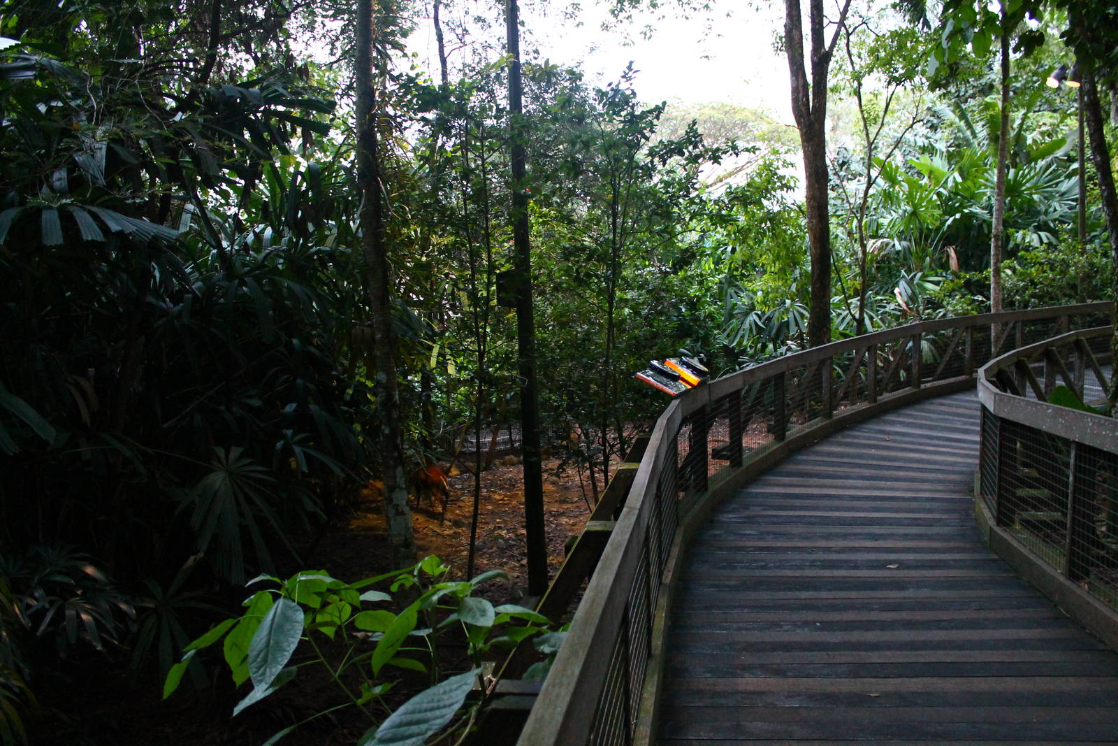 Fishing Cat Trail - Muntjac exhibit