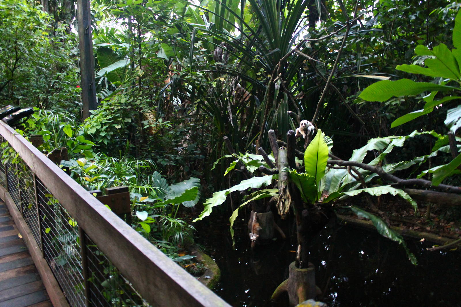 Fishing Cat Trail - Slow Loris exhibit
