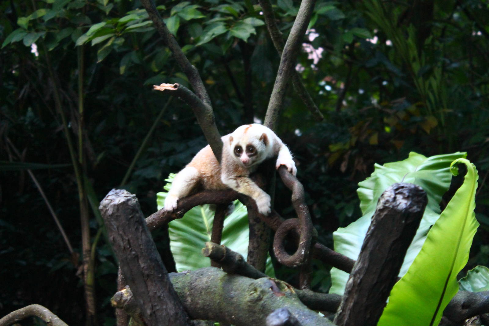 Fishing Cat Trail - Slow Loris exhibit