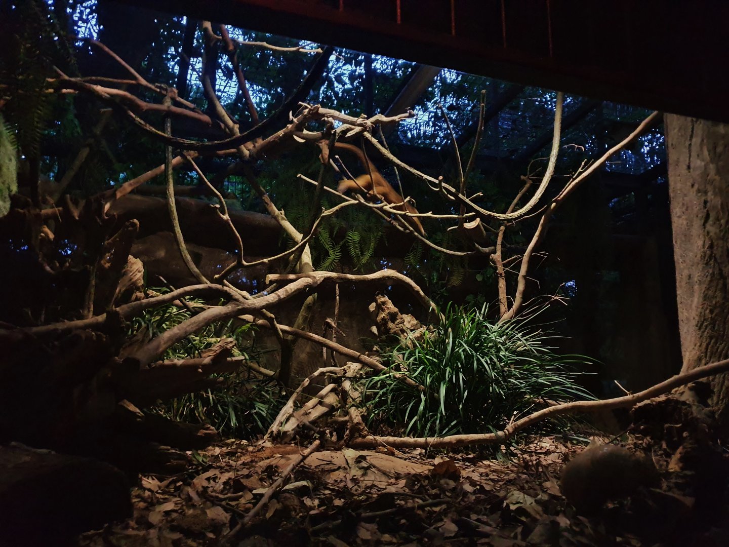 Fishing Cat Trail - Southern Three-banded Armadillo and Kinkajou