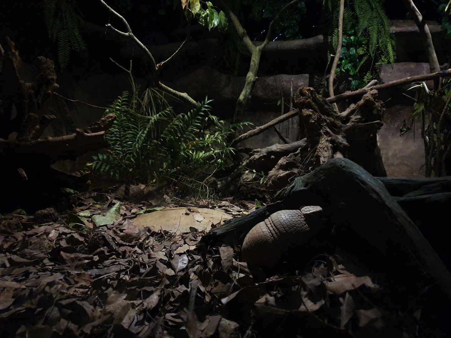 Fishing Cat Trail - Southern Three-banded Armadillo