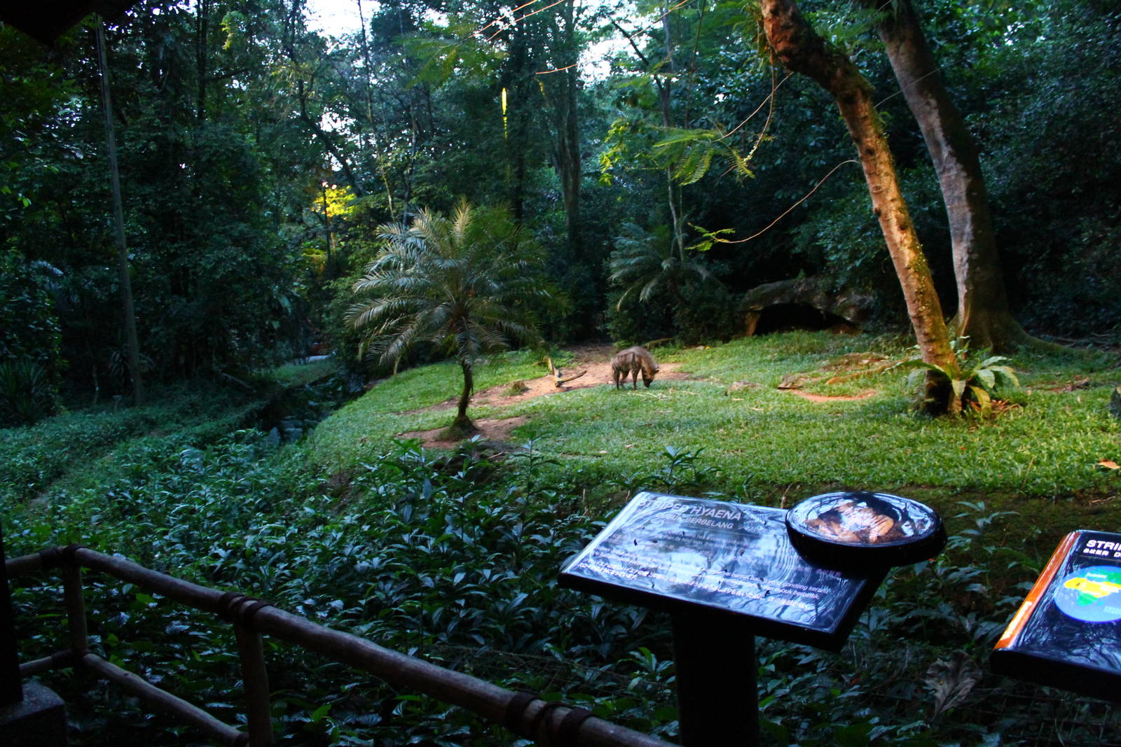 Fishing Cat Trail - Striped Hyena exhibit