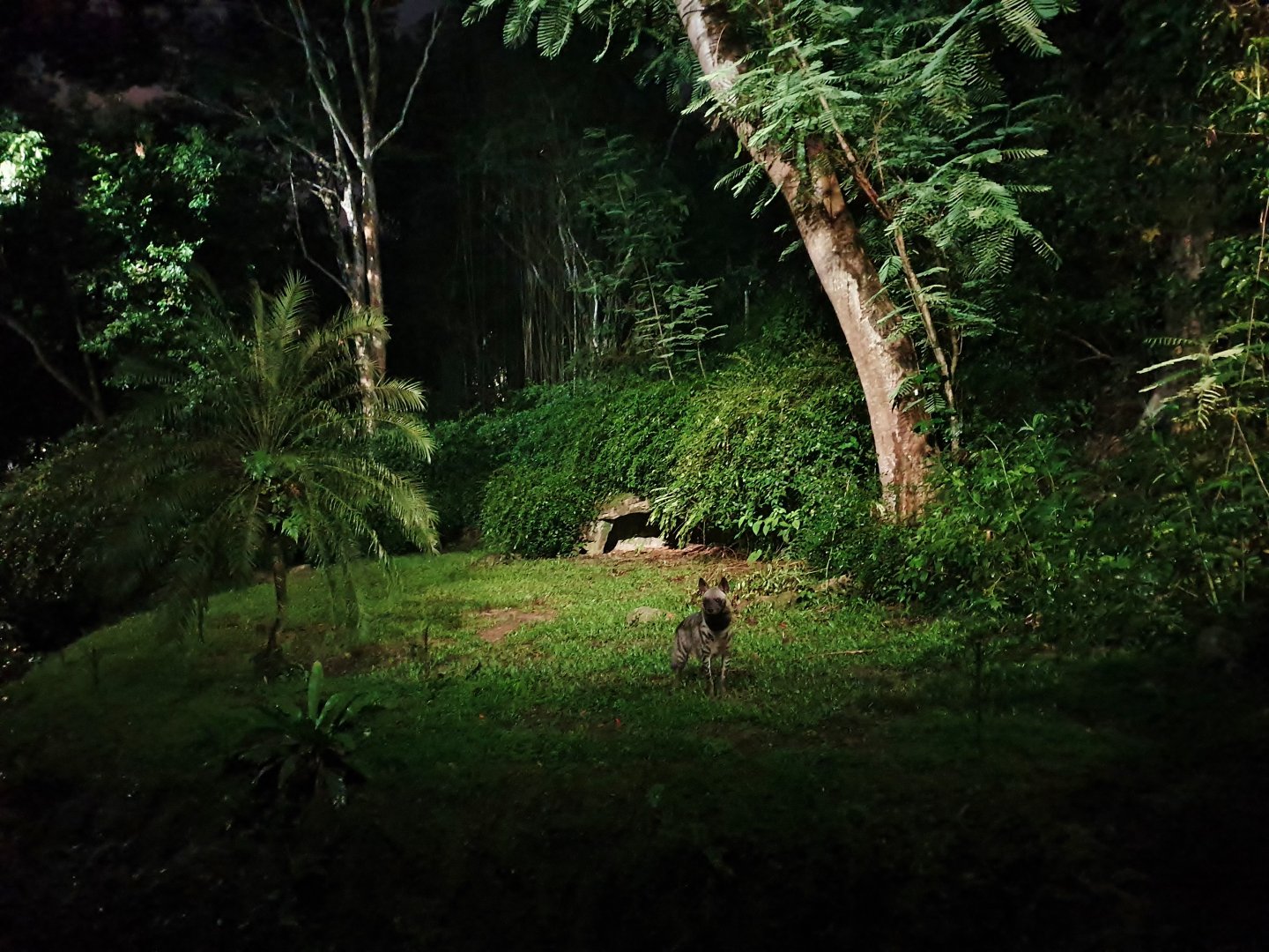 Fishing Cat Trail - Striped Hyena