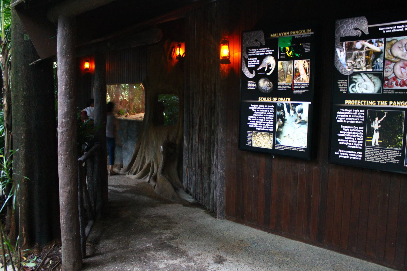 Fishing Cat Trail - Sunda Pangolin exhibit