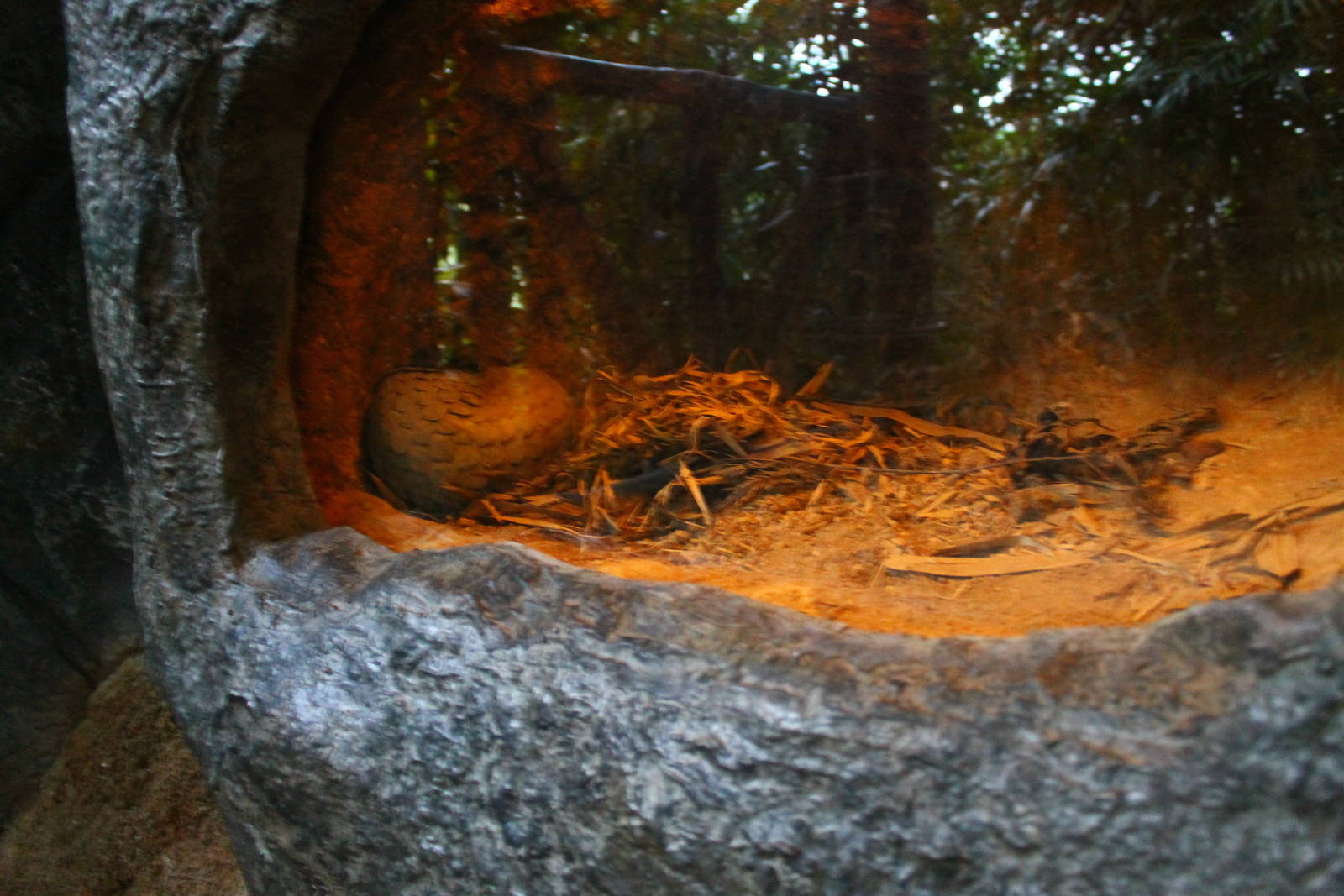 Fishing Cat Trail - Sunda Pangolin exhibit