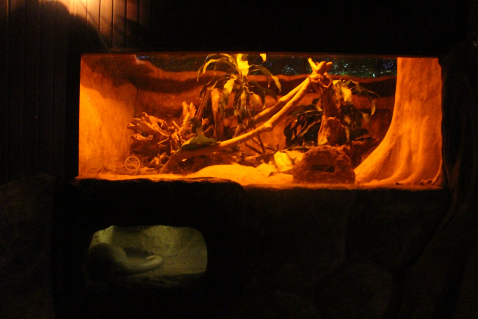 Fishing Cat Trail - Sunda Pangolin exhibit