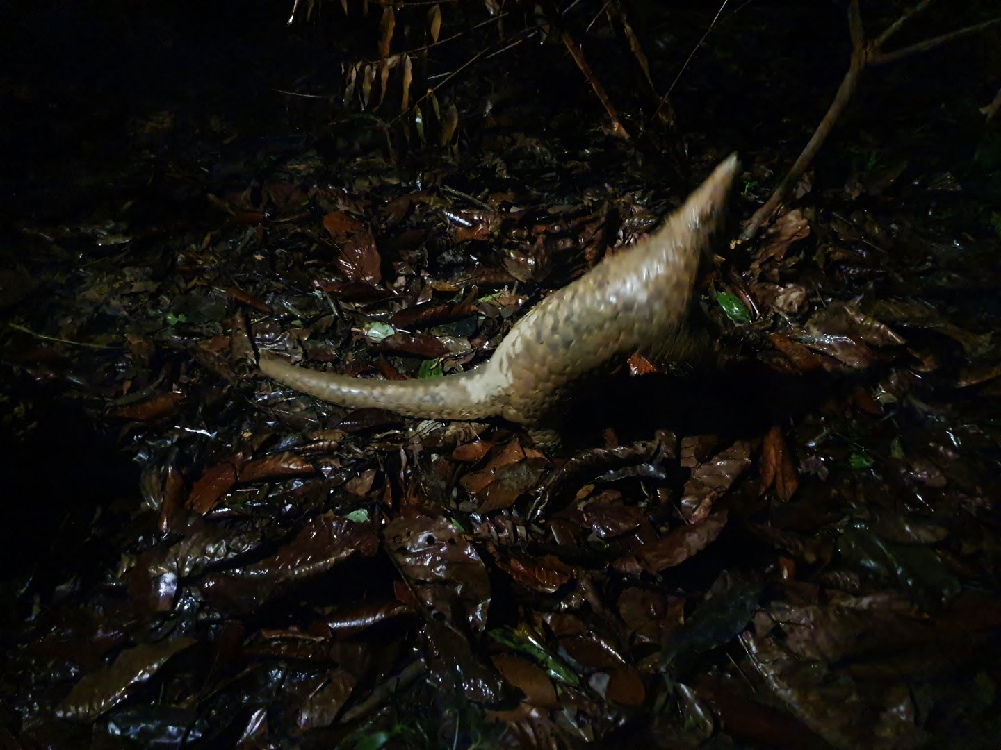 Fishing Cat Trail - Sunda Pangolin