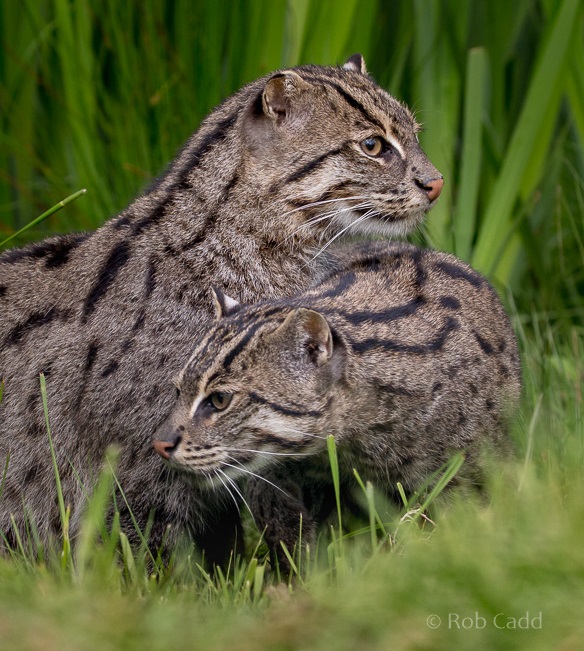 Fishing cat : WHF Big Cat Sanctuary : 04 May 2017