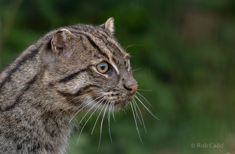 Fishing cat : WHF Big Cat Sanctuary : 04 May 2017