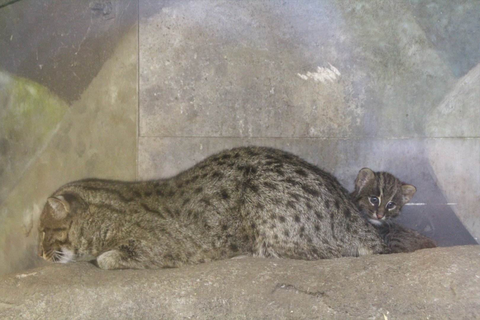 Fishing Cat with Kitten
