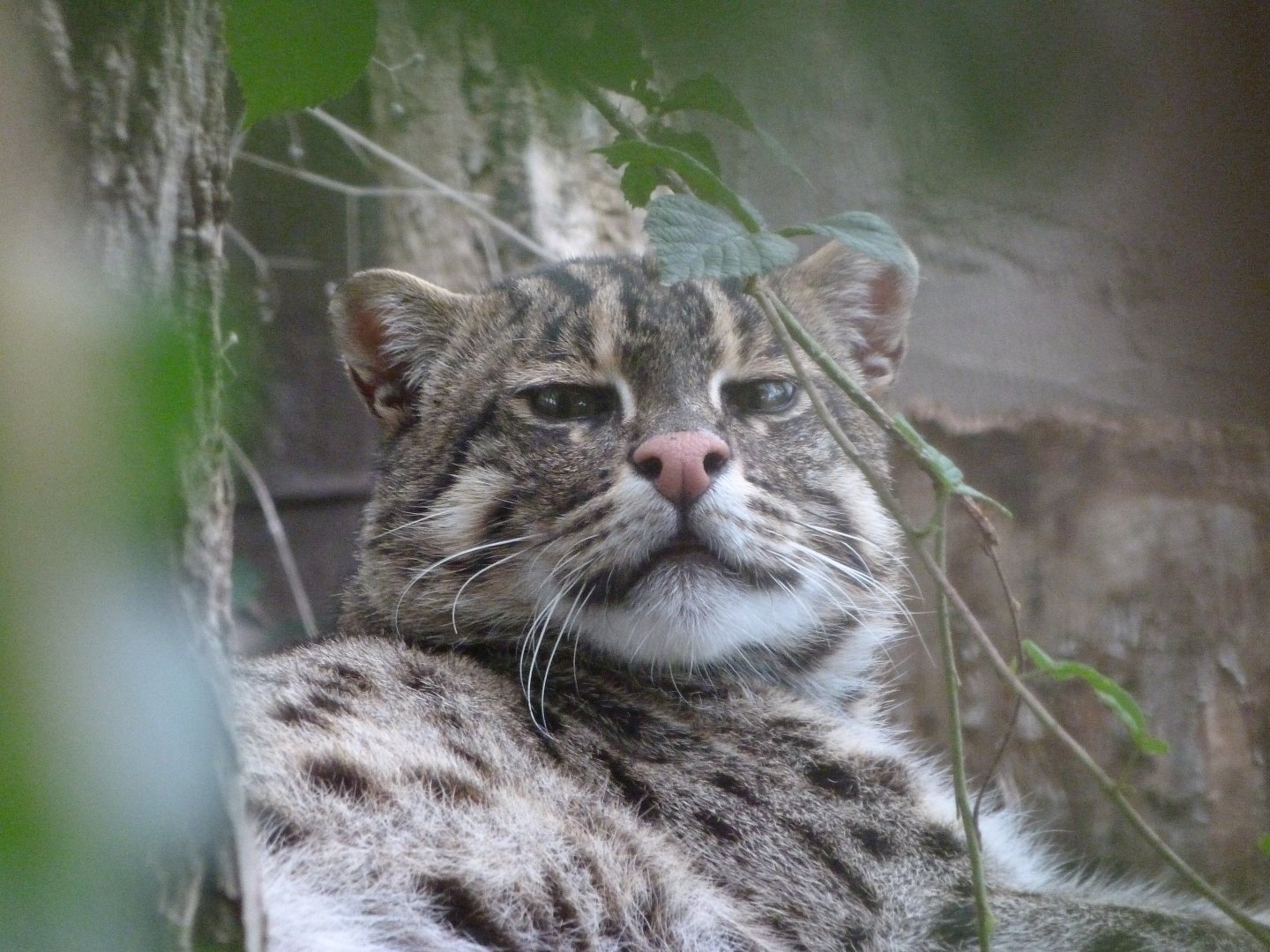 Fishing cat -Zoo Praha (2025)