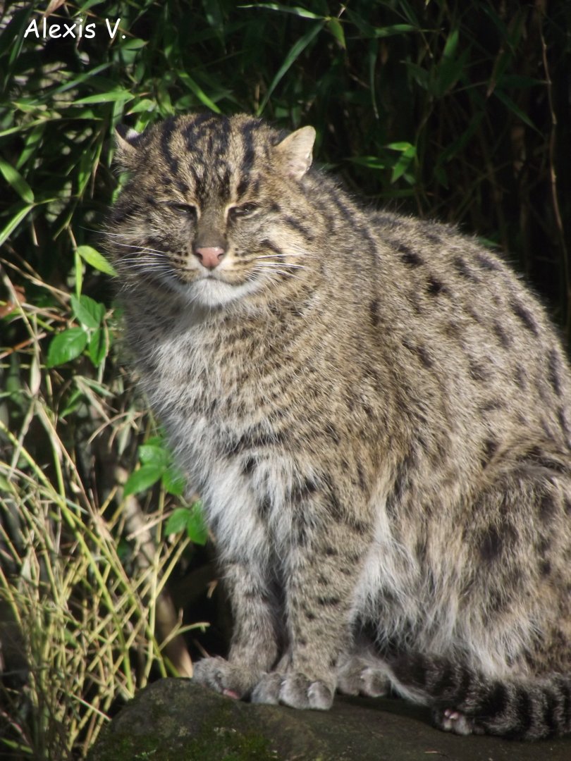 Fishing Cat - Zooparc de Beauval - 02/2017
