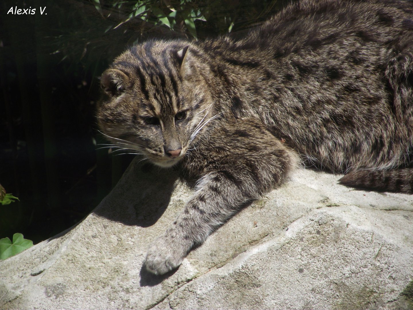Fishing Cat - Zooparc de Beauval - 05/2021