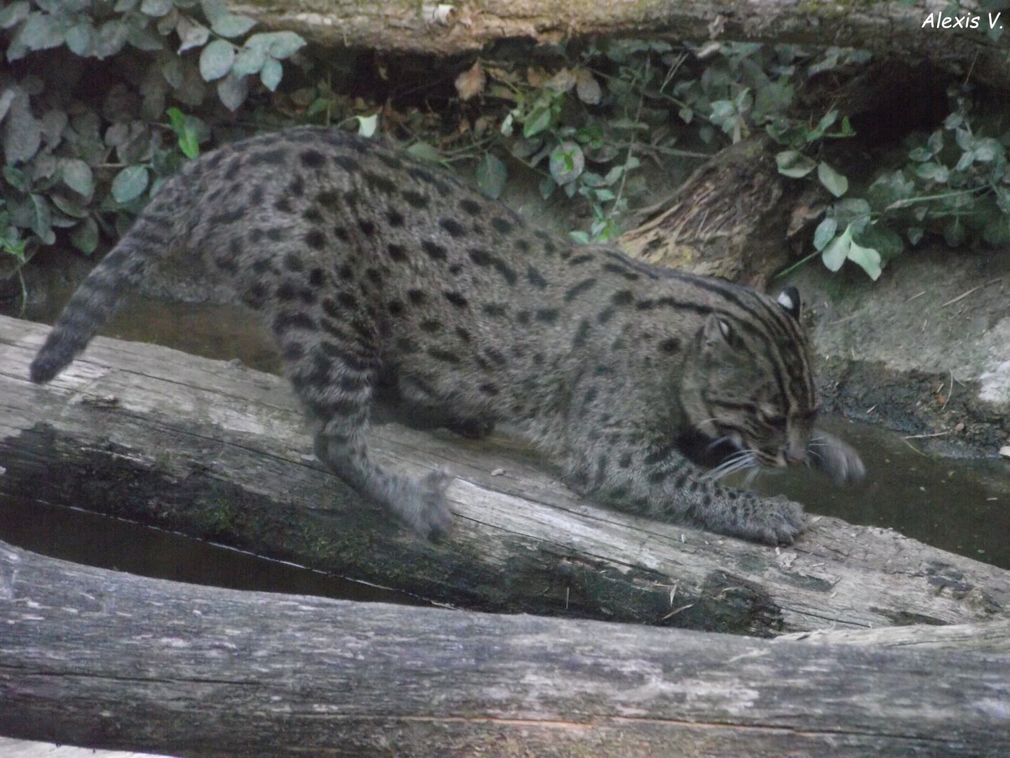 Fishing Cat - Zooparc de Beauval - 08/2022