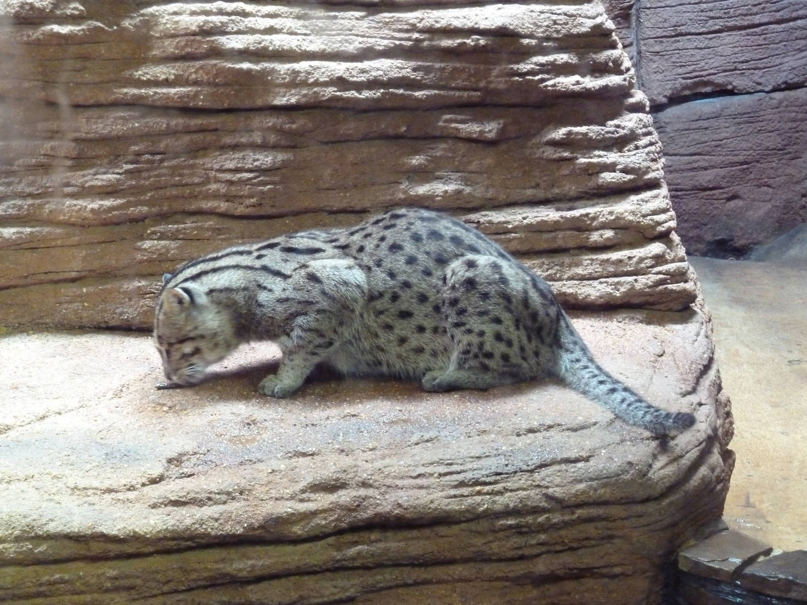 Fishing Cat