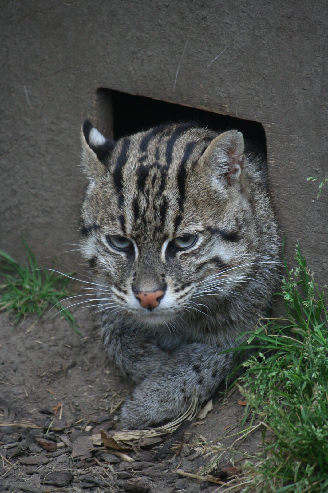 Fishing cat
