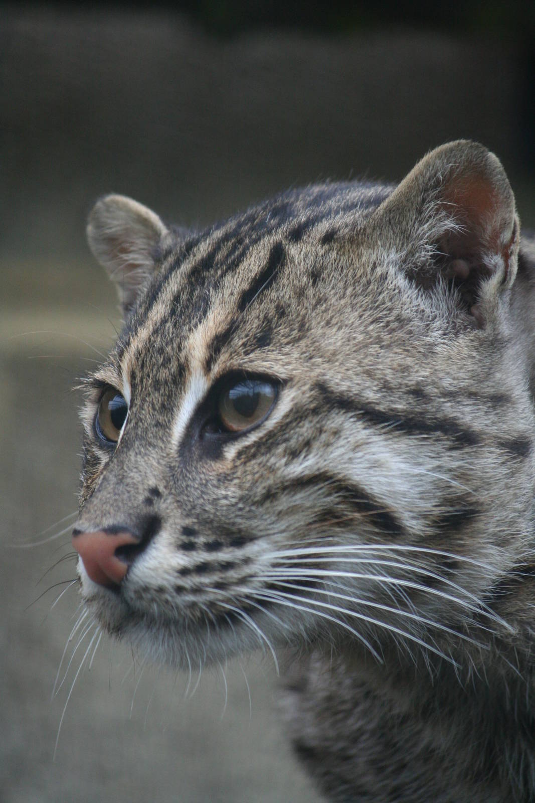 Fishing cat