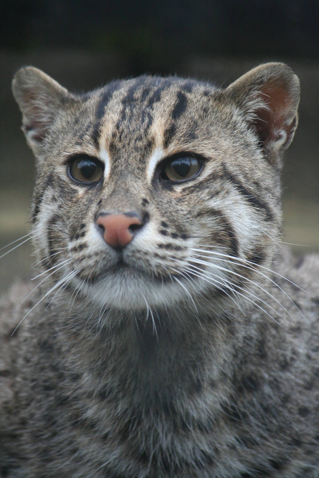 Fishing cat
