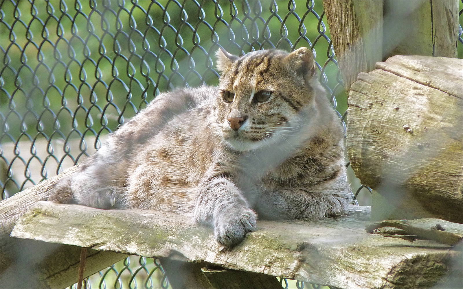 Fishing Cat
