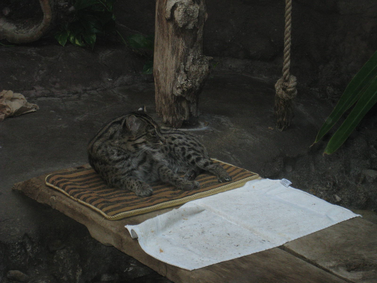 Fishing Cat