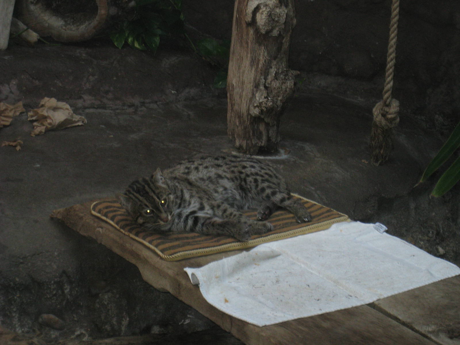 Fishing Cat