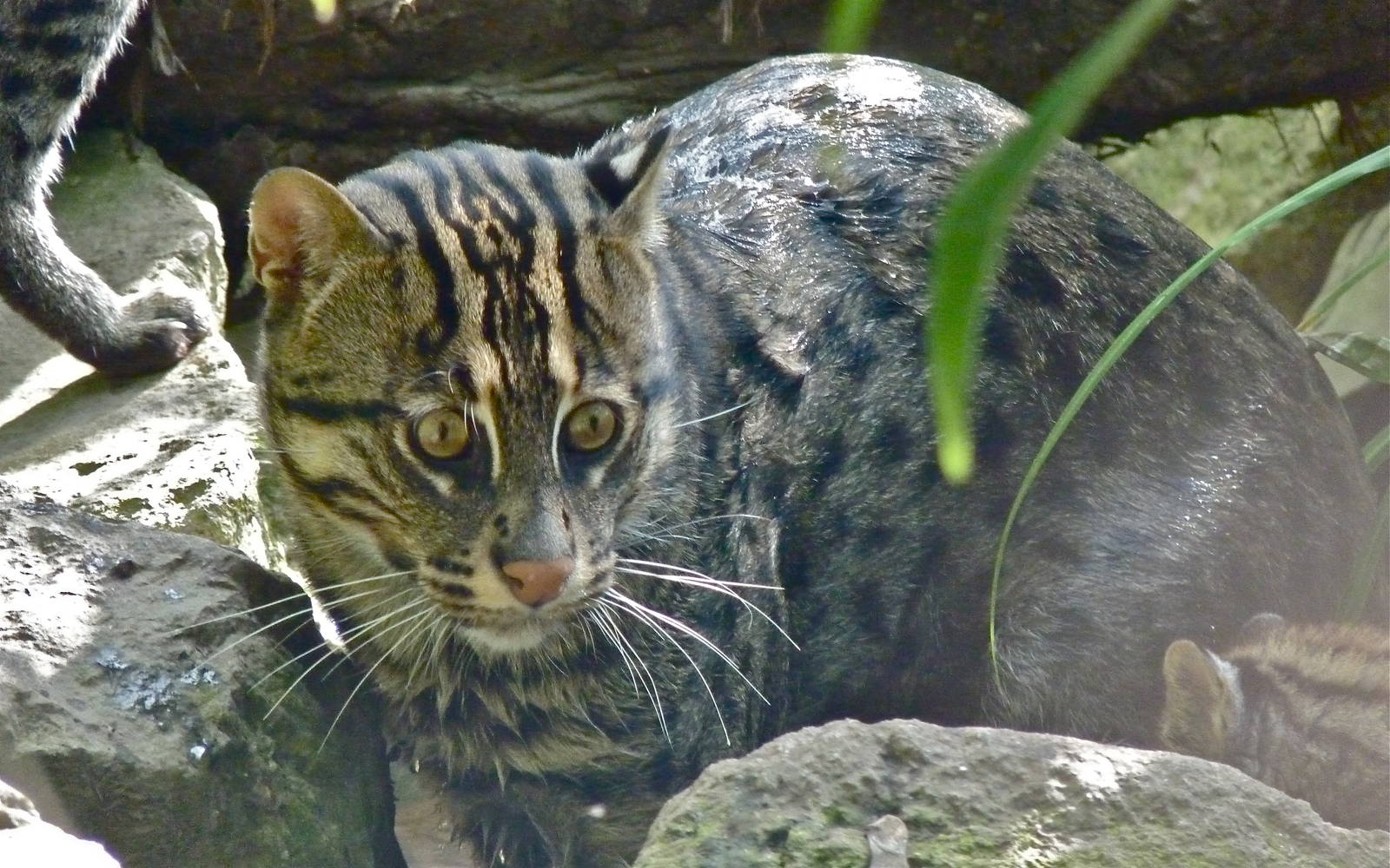 Fishing Cat