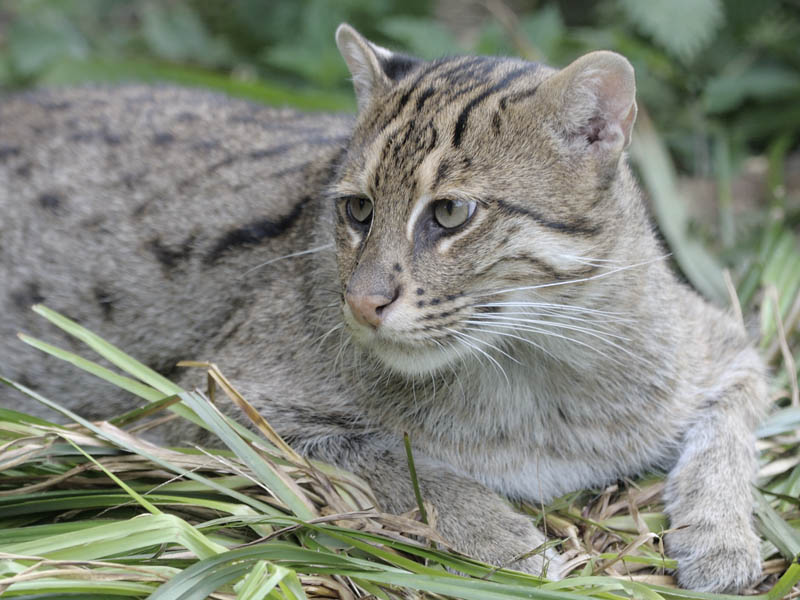 Fishing Cat
