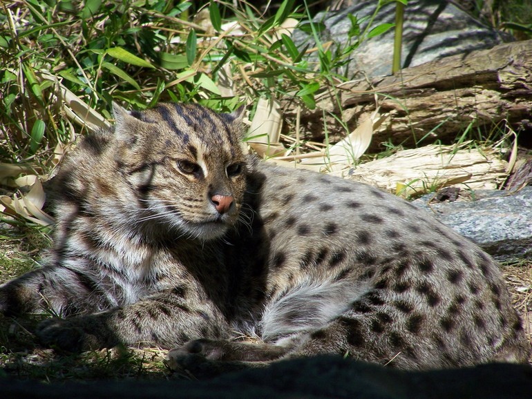 Fishing cat