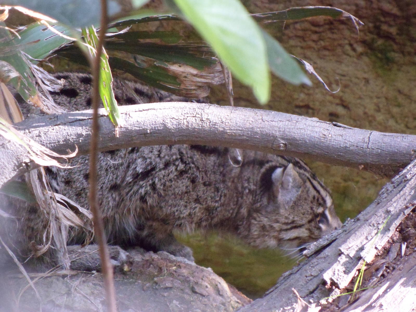 Fishing Cat