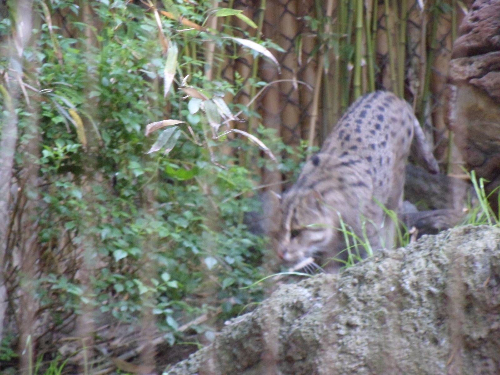 Fishing Cat