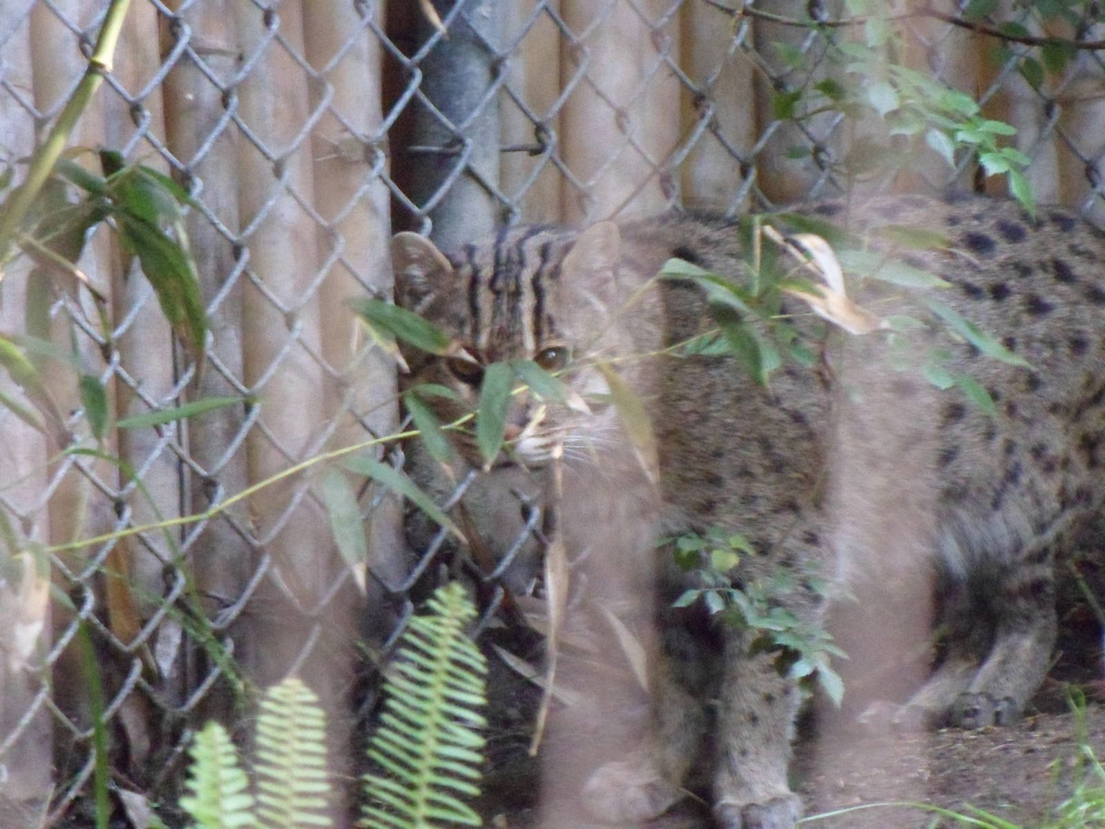 Fishing Cat