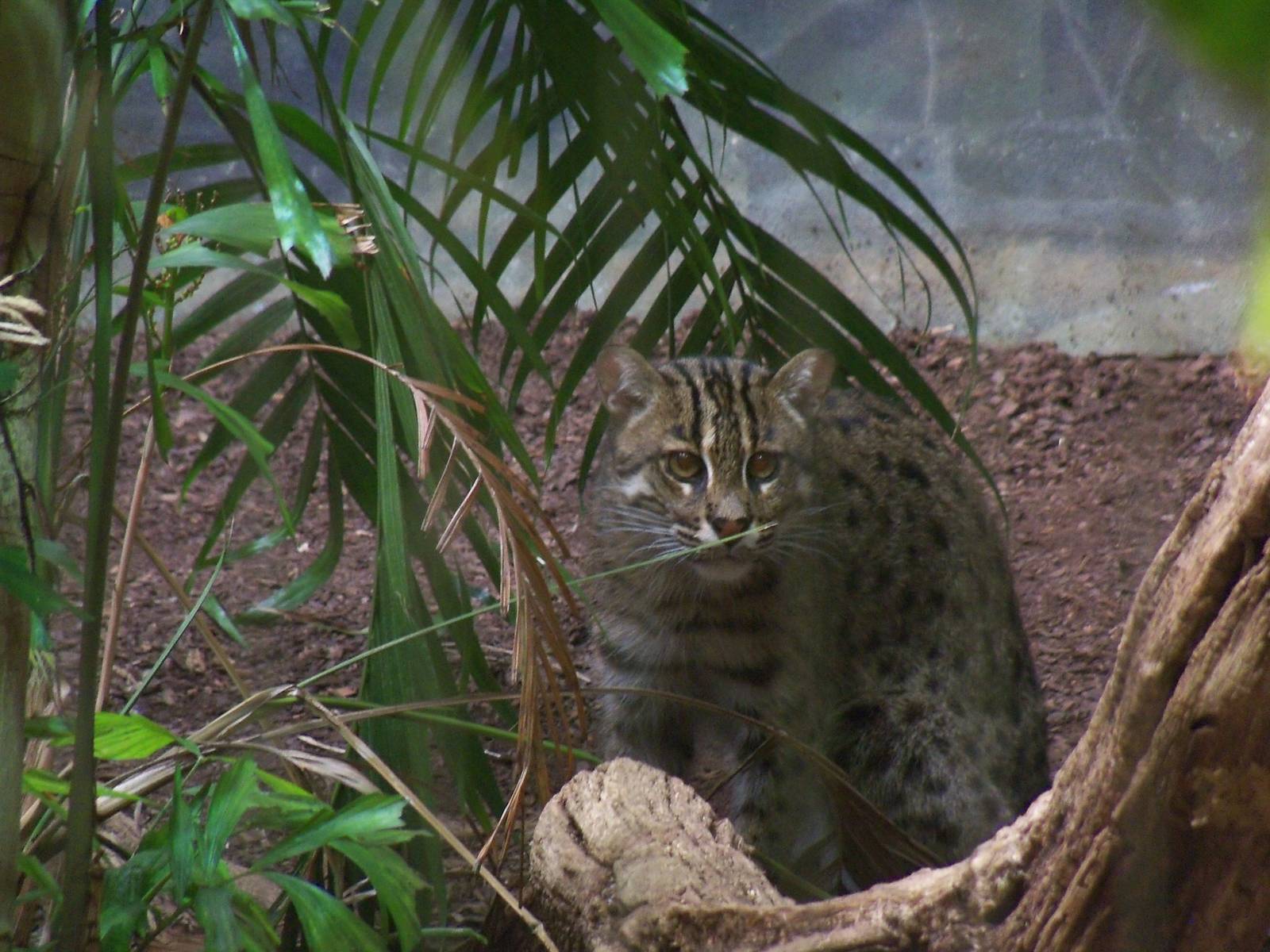 Fishing Cat